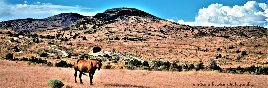 Wild Horse II, A Slice of Heaven Photography, Ron Clark